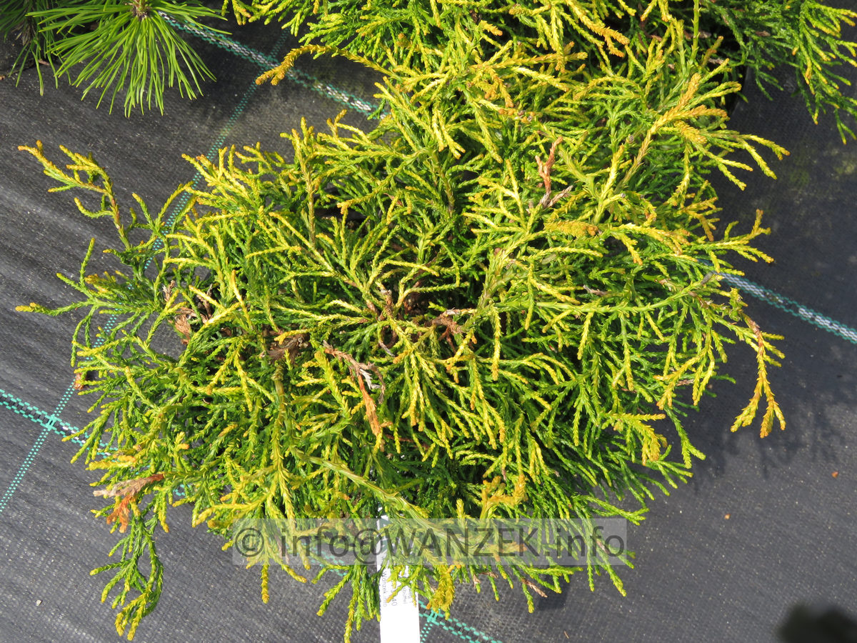 Chamaecyparis obtusa Tatsumi Gold 02.JPG